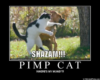 633496020583239138-Pimp-Cat.jpg