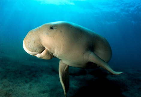 [dugong.jpg]