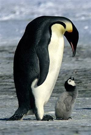 Did You Know?: Emperor Penguins carry built-in nests
