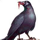 O corvo