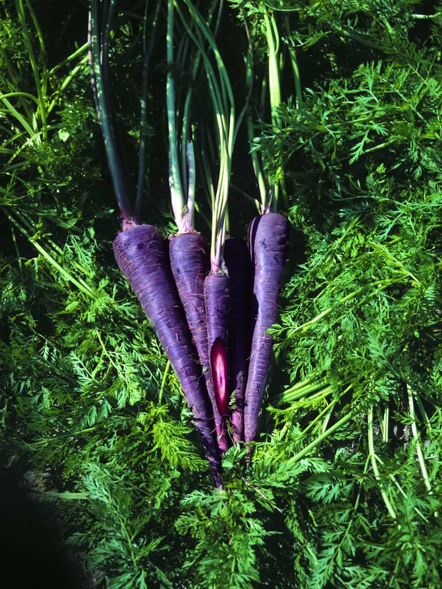 http://2.bp.blogspot.com/_xfAtG8xkT0w/SxKiQePE5XI/AAAAAAAAEPU/aqPpwDwRxRU/s1600/carrot_purplehaze.jpg