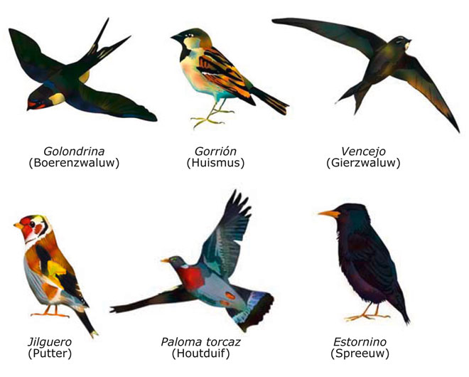 Spanje-blog: Vogelsoorten in Spanje