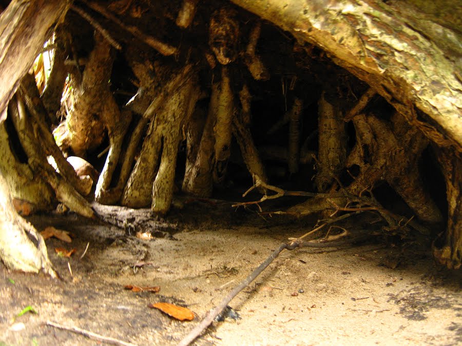[the+hiding+tree.jpg]