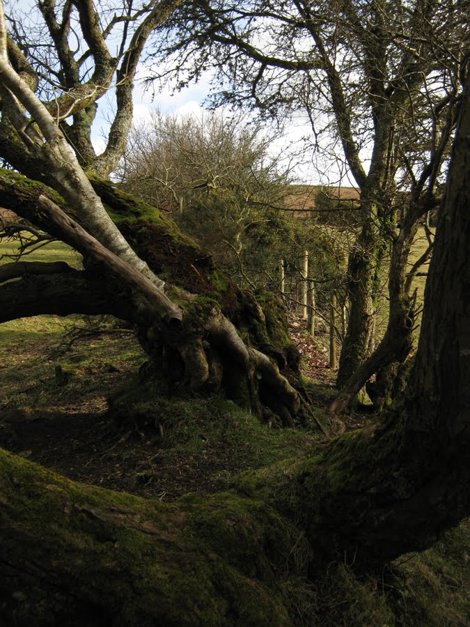 [mossy+hedgerow.jpg]