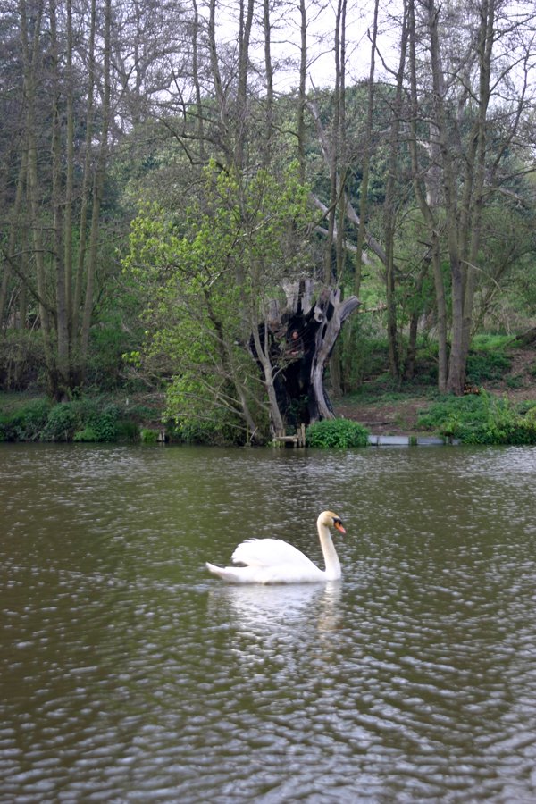 [tree+studio+with+swan.jpg]