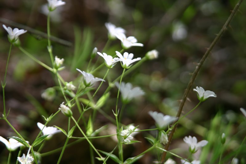 [stitchwort.jpg]