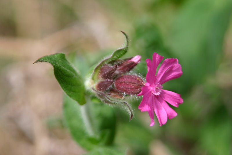 [red+campion.jpg]
