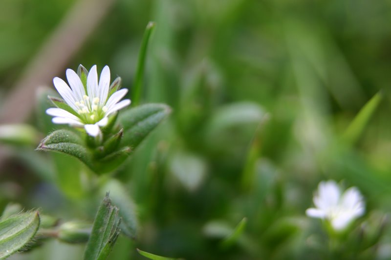 [common+mouse+ear+chickweed.jpg]