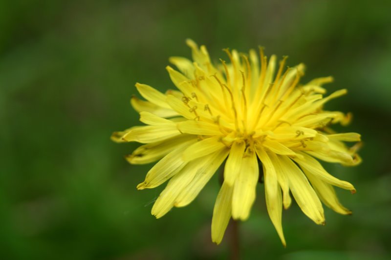 [dandelion.jpg]