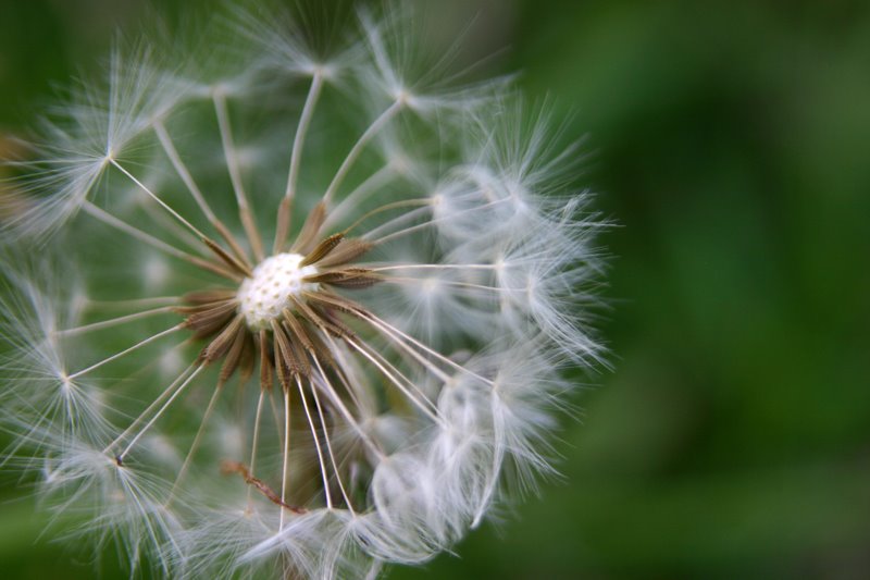 [dandelion+2.jpg]