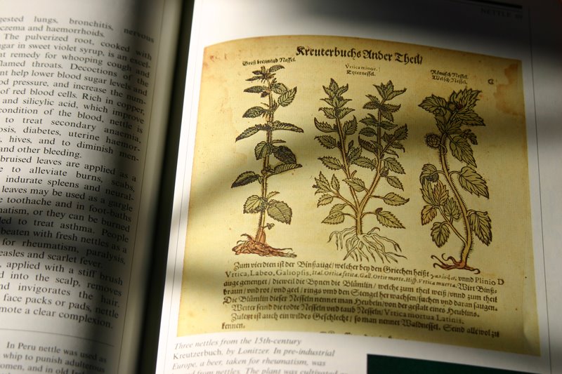 [nettle+book.jpg]