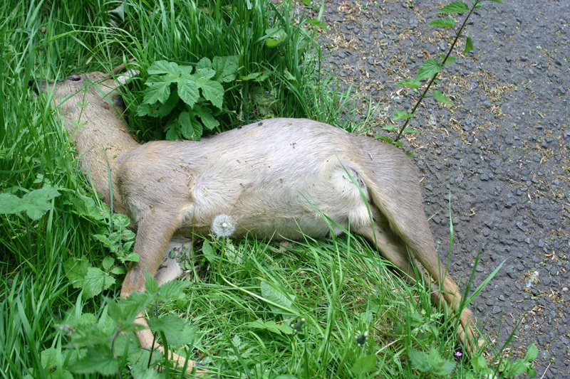 [dead+deer.jpg]