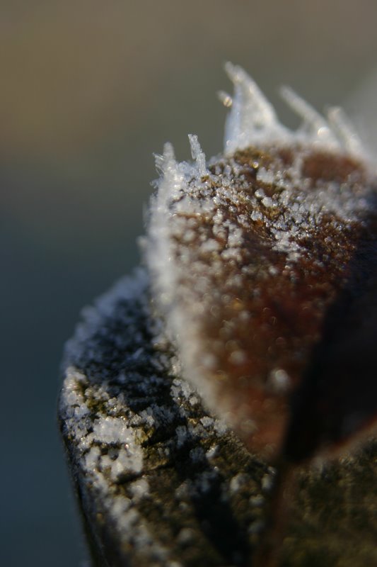 [leaf+in+frost.jpg]