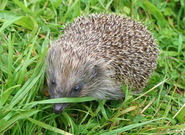 [hedgehog.jpg]