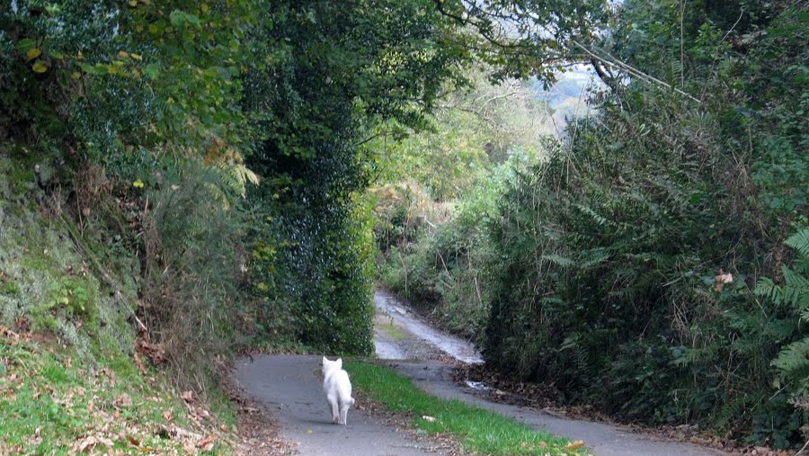 [white+cat+down+the+lane.jpg]