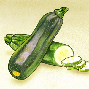 [illustration-zucchini-lg.jpg]