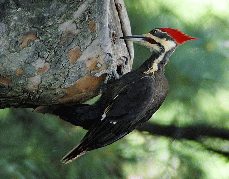 Pileated woodpecker ~ Hudson Valley Geologist