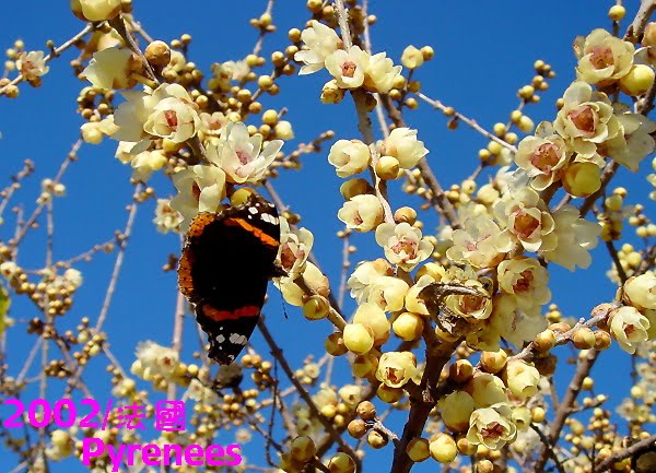 [2002+luwei+Pyrenees.JPG]
