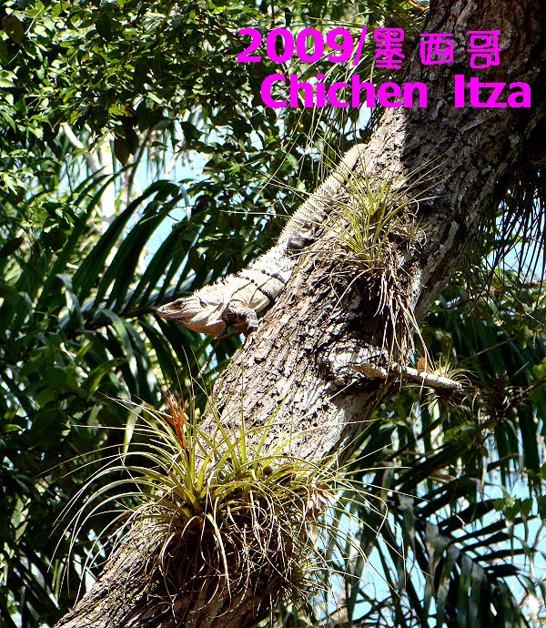 [2009+luwei+Mexicao.JPG]