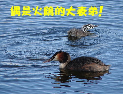 [Grand+Grebe.JPG]