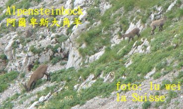 [Alpensteinbock.JPG]