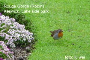 [Rouge+Gorge+robin.JPG]