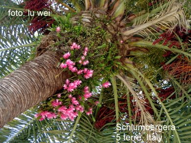 [Orchid+5+terre.JPG]