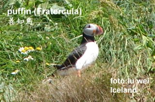 [Puffin+2.JPG]