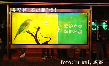 [中國人愛鳥.JPG]