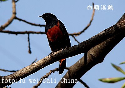 [大理白頭鶇.JPG]