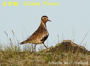[Golden+Plover.jpg]