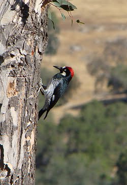 [woodpecker.JPG]