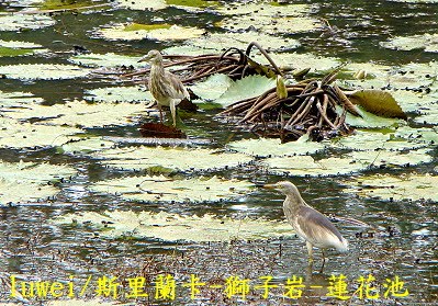 [Herons+on+lilies.JPG]