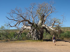 The prisoner tree