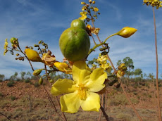 Kapok in flower