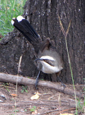 Grey crowned Babbler