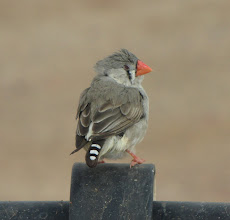 Zebra finch