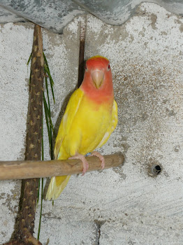 Agapornis Roseicolis Lutino face vermelha