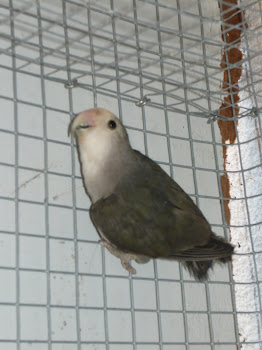 Agapornis Roseicolis Malva face branca