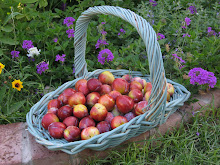 Santa Rosa Plums