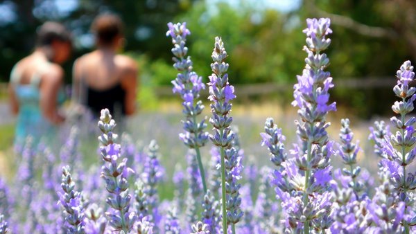 [Lavender+02.bmp]