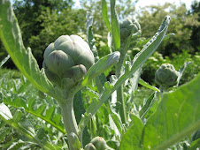 Artichoke Plants