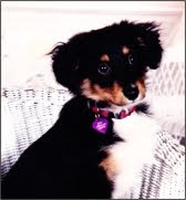 Zoeys Puppy Picture
