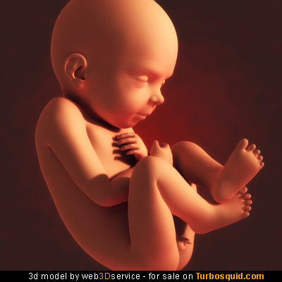 Fetus Animation