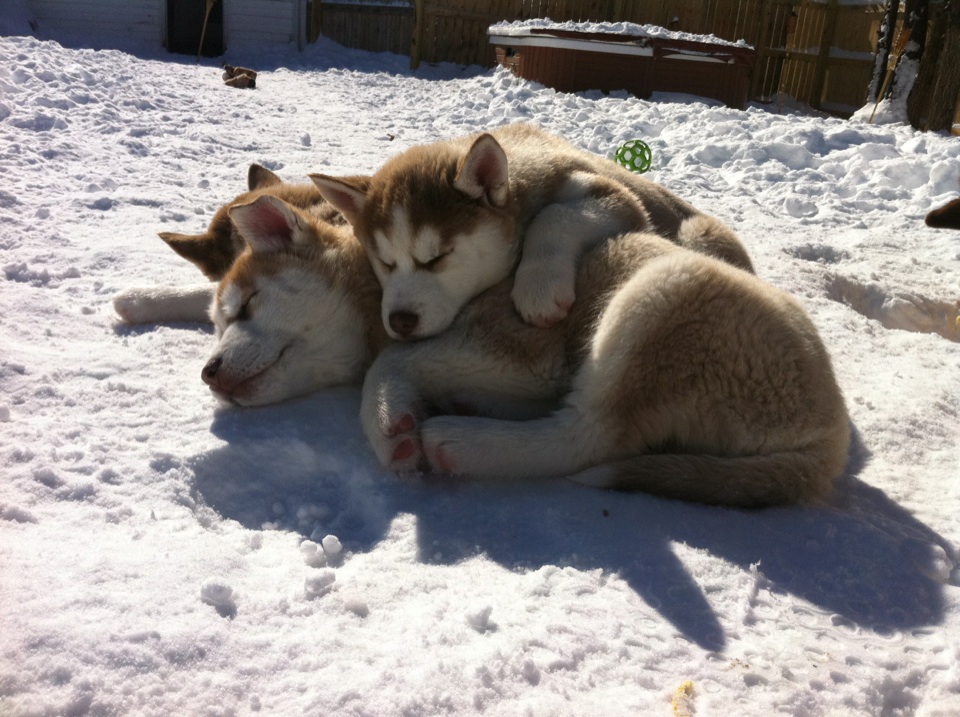 Husky Puppies Playing In Snow. cute puppies playing in snow. Husky Puppies Playing In Snow.