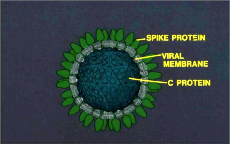 Protect Health.......Protect Life Classification of Viruses