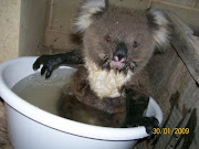 Bathing Koala