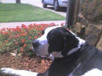 [flowers_rambis.jpg]