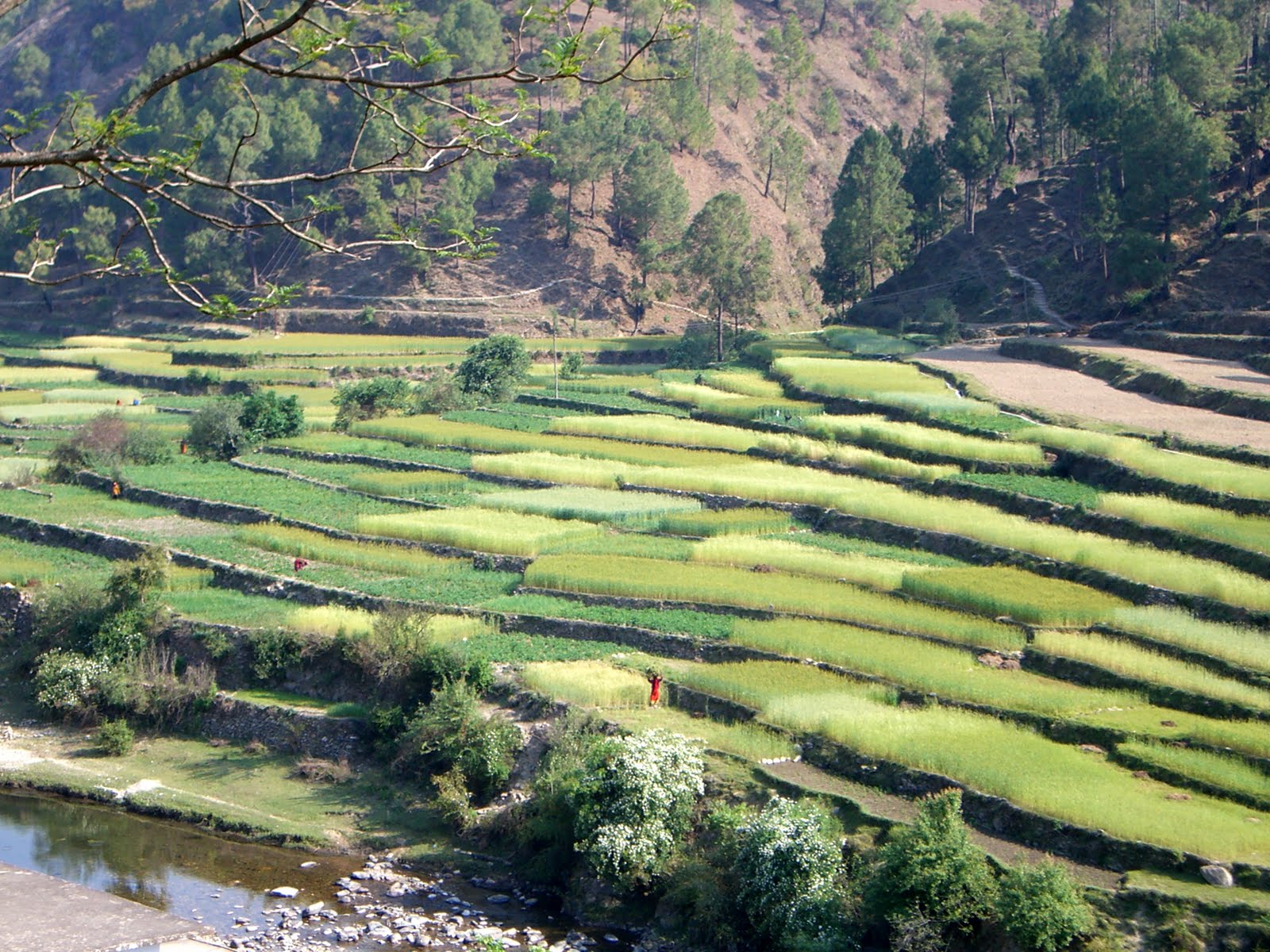 Champawat District Champawat Tour, Champawat Tourism