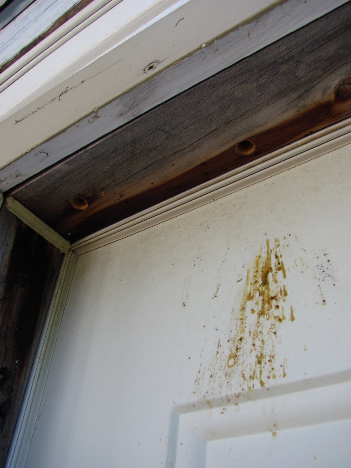 Savvy Homegirl Do Bees Burrow Nests? These ones do...